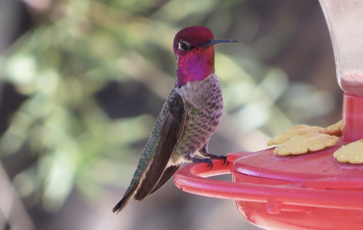 Colibrí de Anna - ML644237976