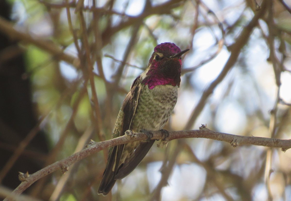 Colibrí de Anna - ML644237977