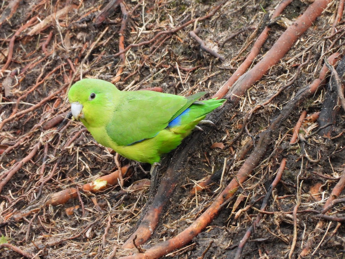 Cobalt-rumped Parrotlet - ML644237989