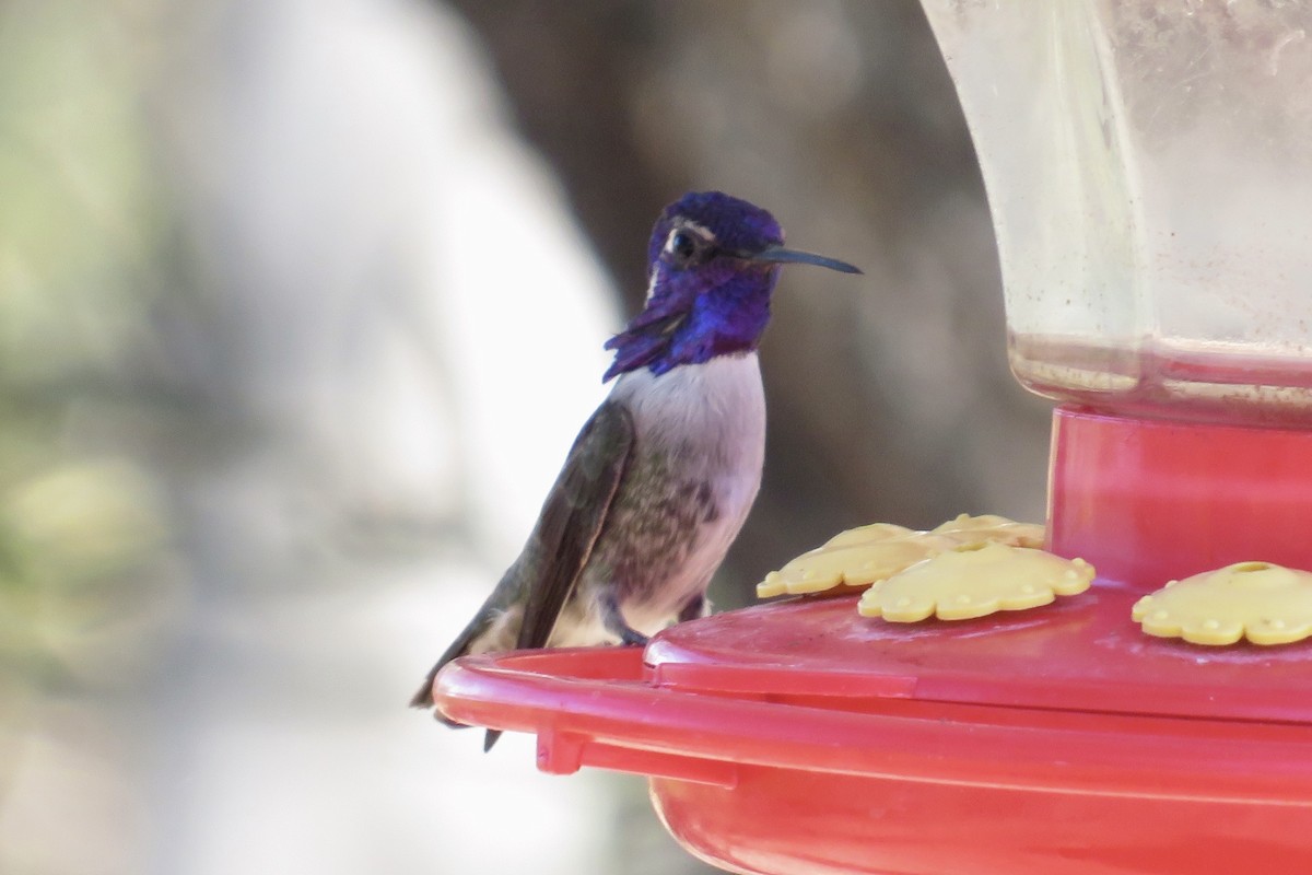 Colibrí de Costa - ML644238003