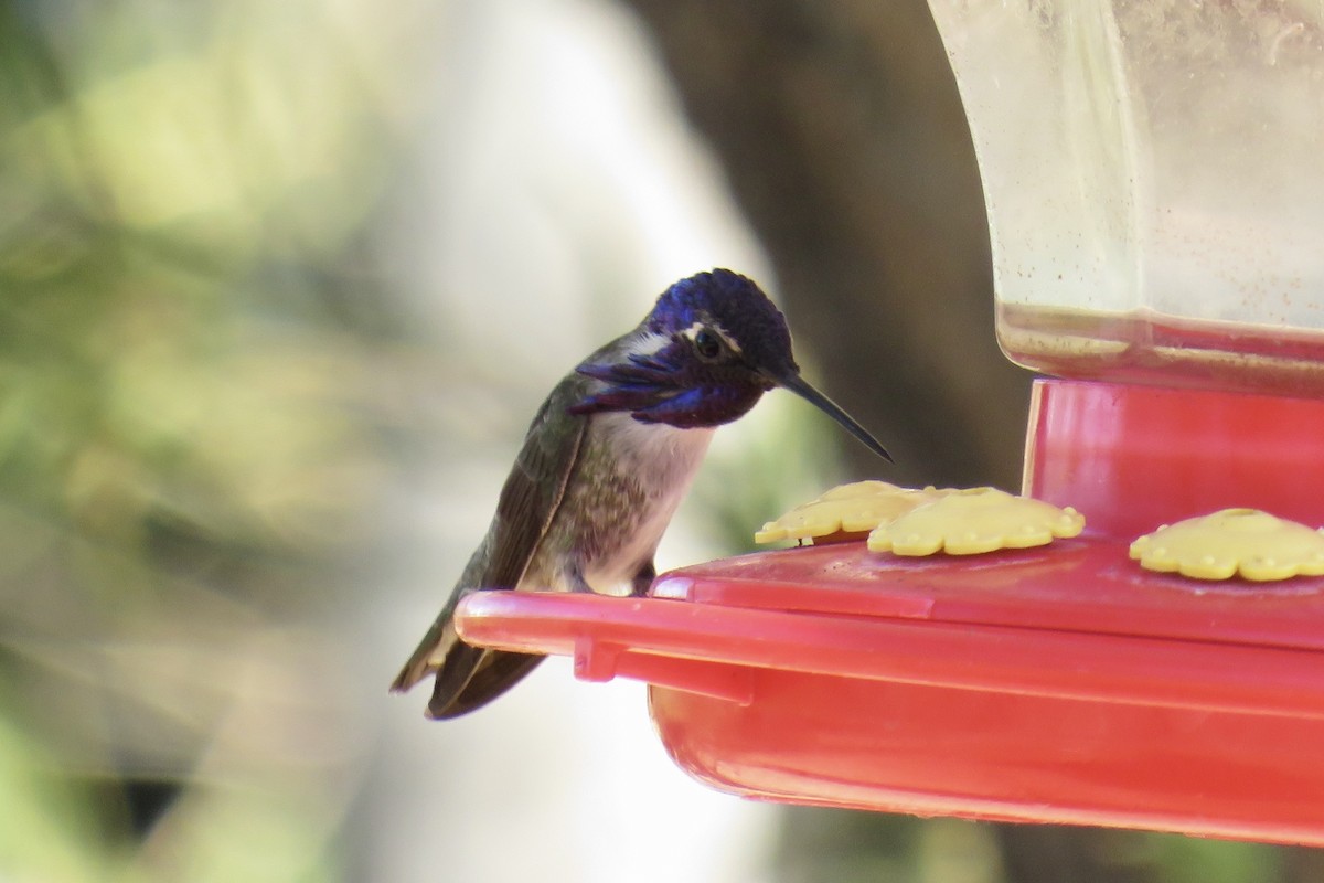 Colibrí de Costa - ML644238004