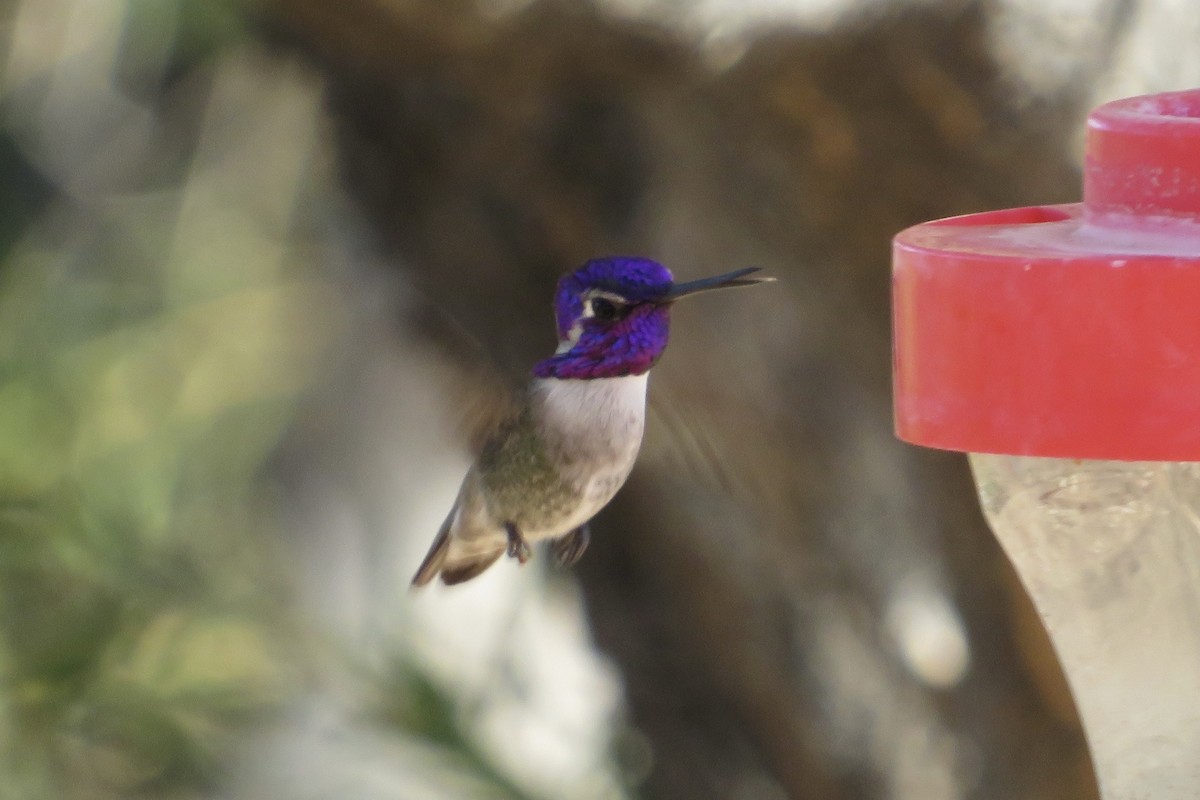 Colibrí de Costa - ML644238005