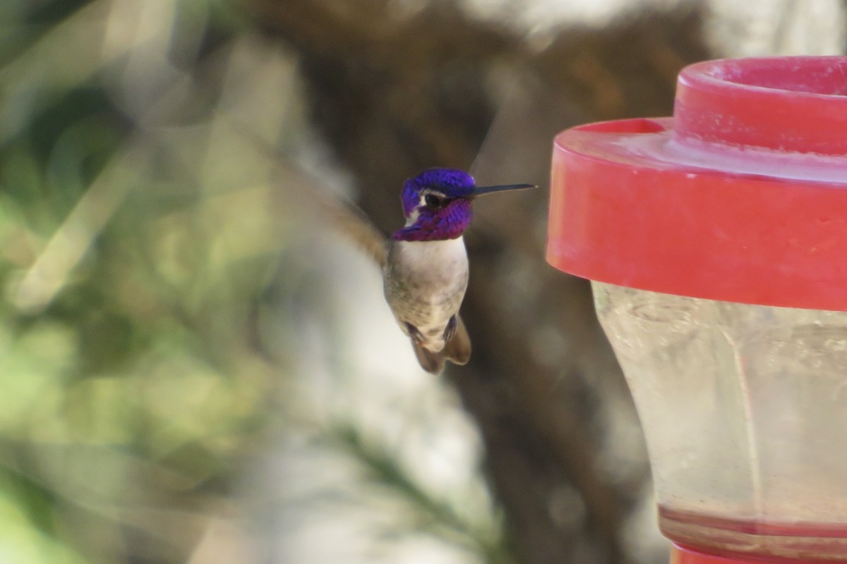 Colibrí de Costa - ML644238006