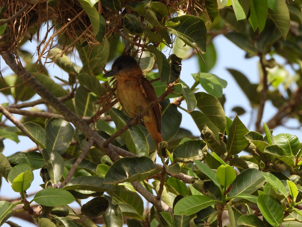 Crested Becard - ML644238016