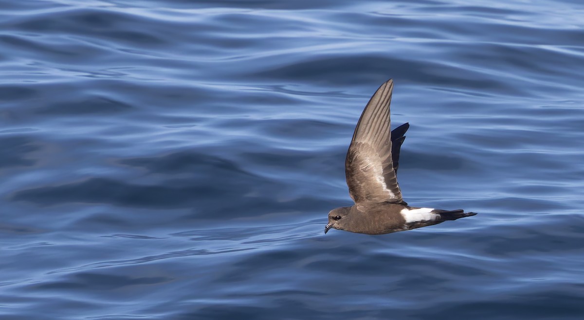Wilson's Storm-Petrel - ML644238029