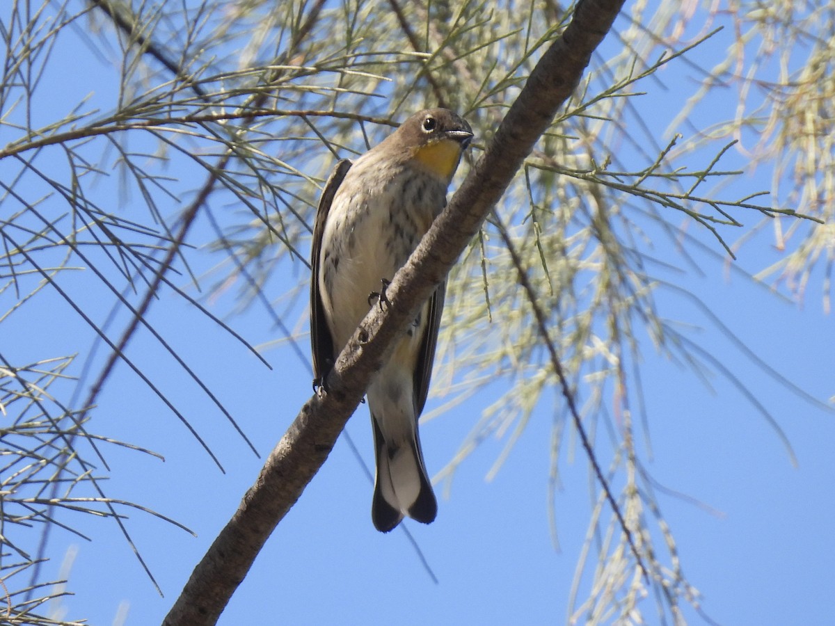 Yellow-rumped Warbler - ML644238032