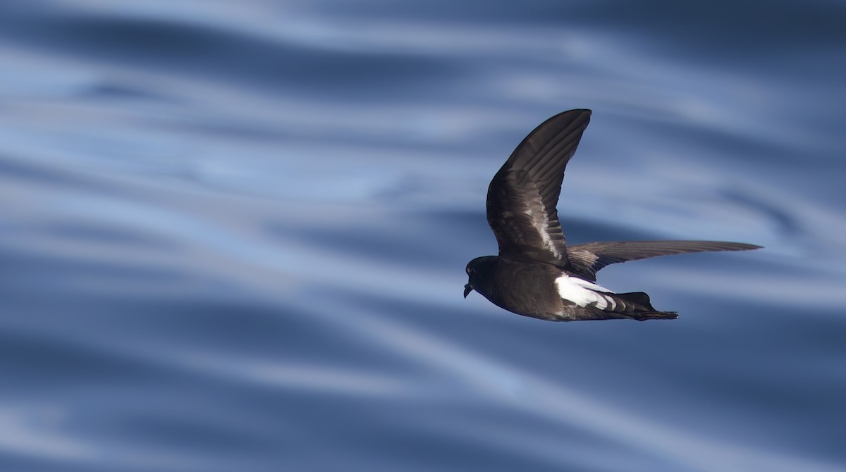 Wilson's Storm-Petrel - ML644238033