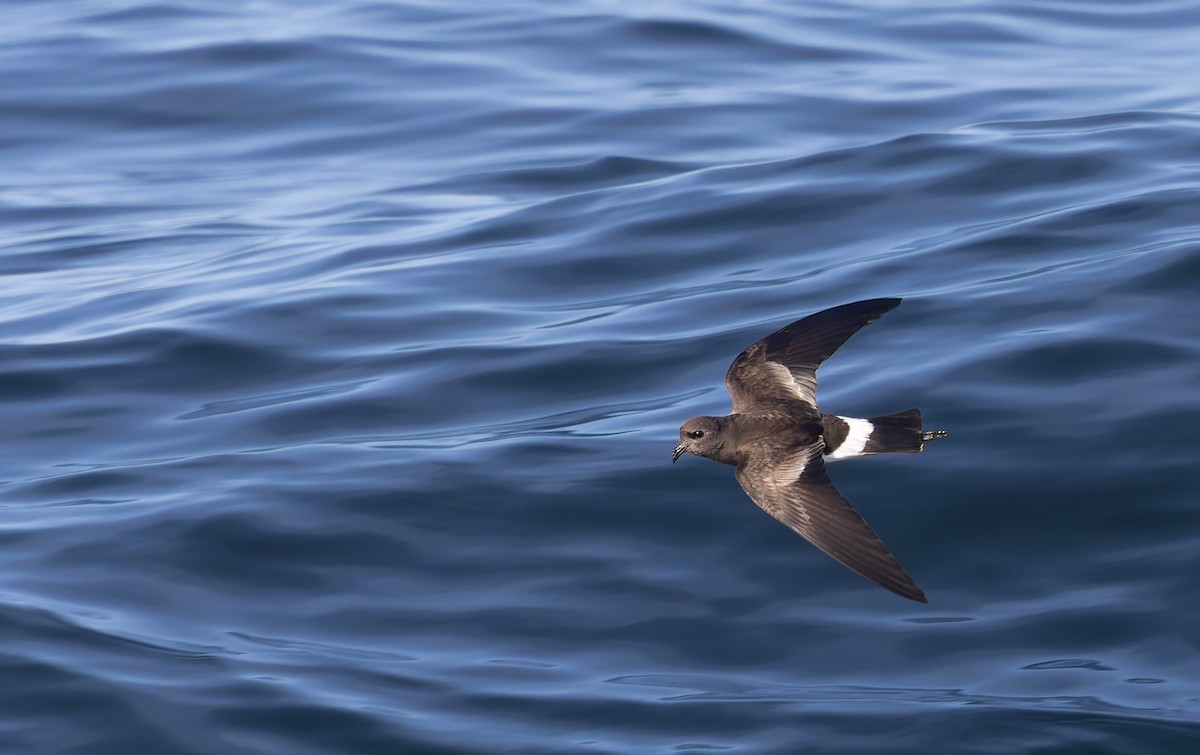 Wilson's Storm-Petrel - ML644238037