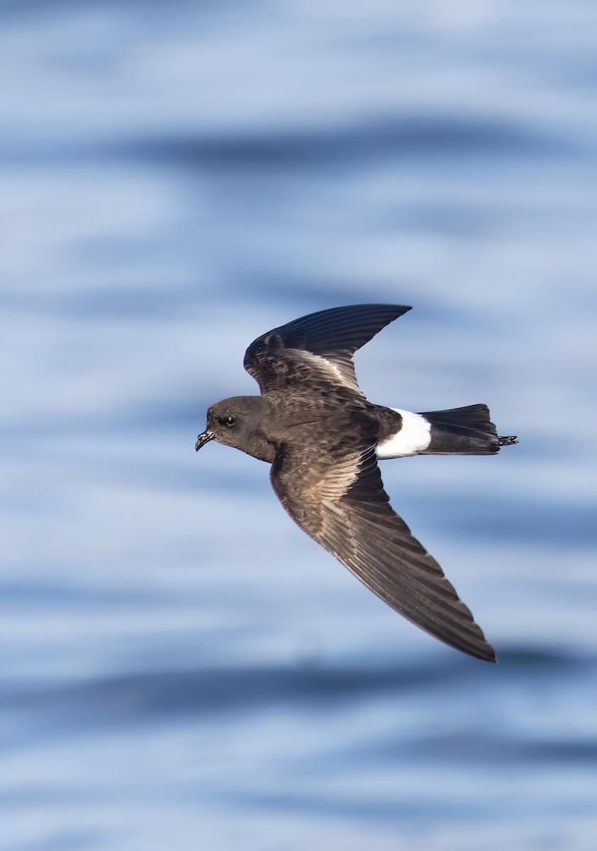 Wilson's Storm-Petrel - ML644238039