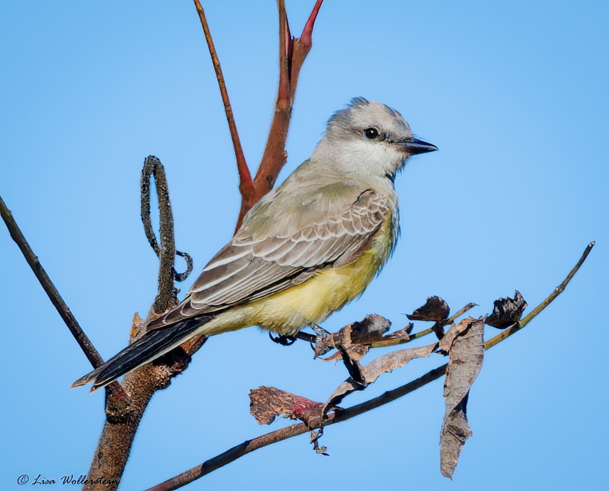Western Kingbird - ML644238041