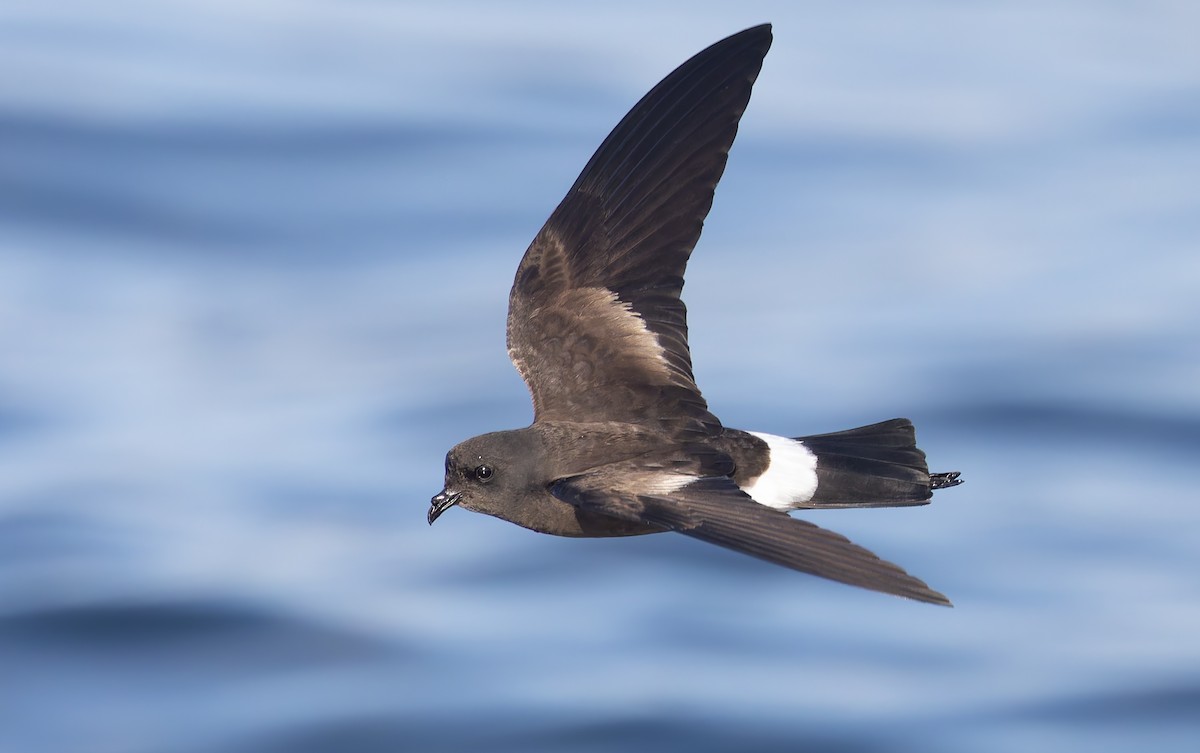 Wilson's Storm-Petrel - ML644238042