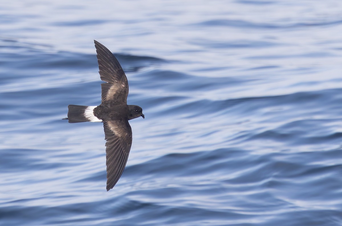 Wilson's Storm-Petrel - ML644238046