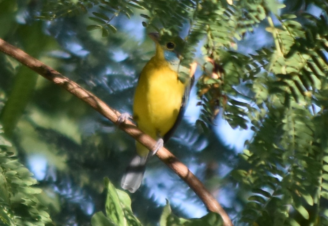 Passerin arc-en-ciel - ML644238049