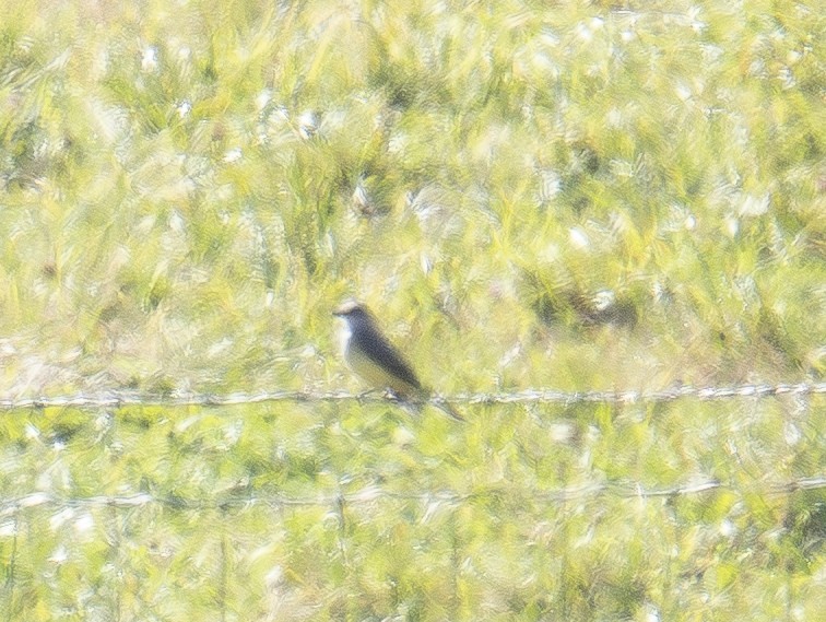 Schmalschnabel-Königstyrann - ML644238051