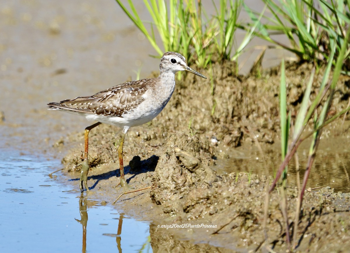 Фифи - ML644238061