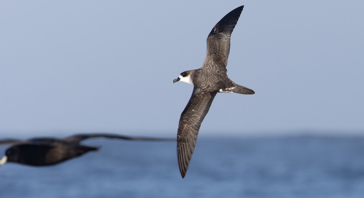 buřňák ostrovní - ML644238063