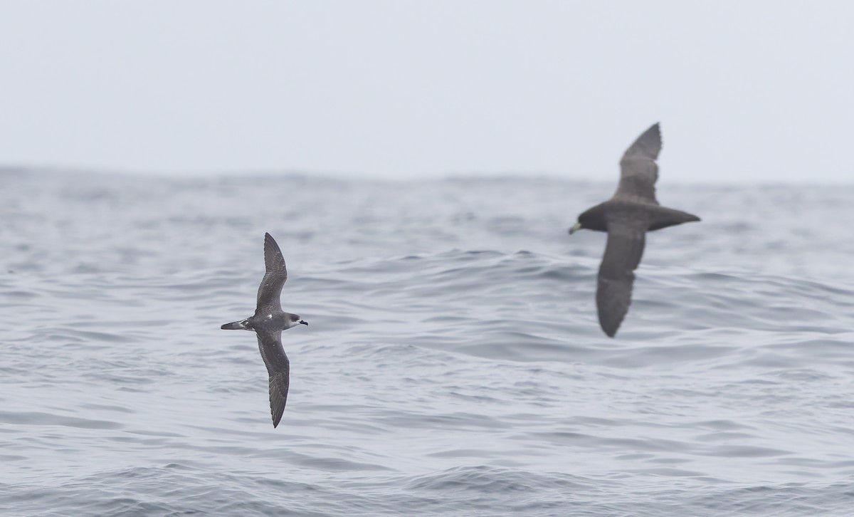 buřňák ostrovní - ML644238067