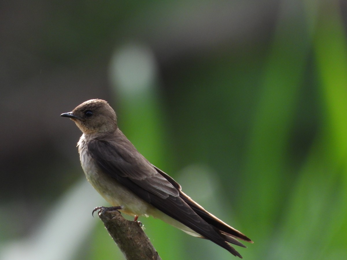 Golondrina Gorjirrufa - ML644238074