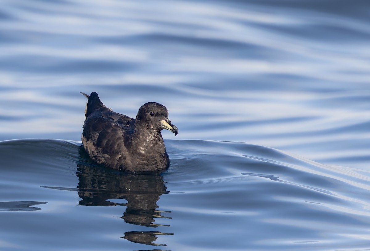 Westland Petrel - ML644238075