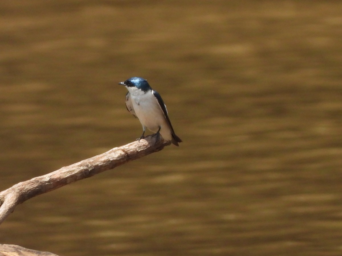 ハジロミドリツバメ - ML644238078