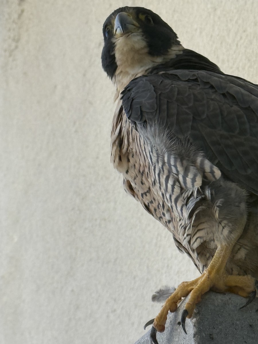 Faucon pèlerin - ML644238082