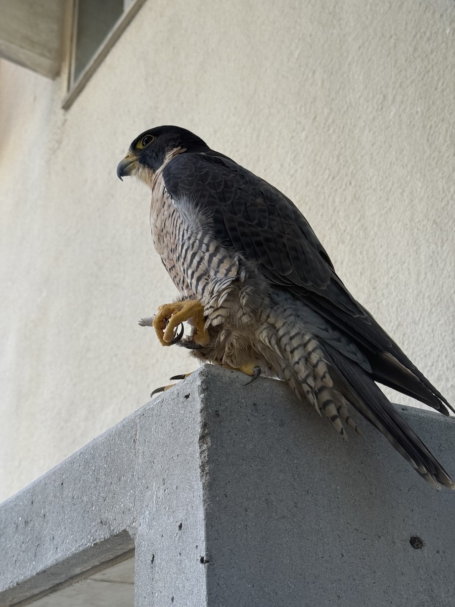 Faucon pèlerin - ML644238083