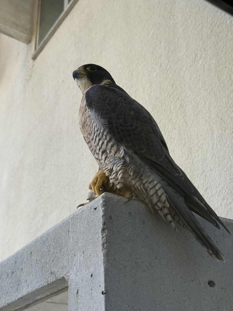 Faucon pèlerin - ML644238084