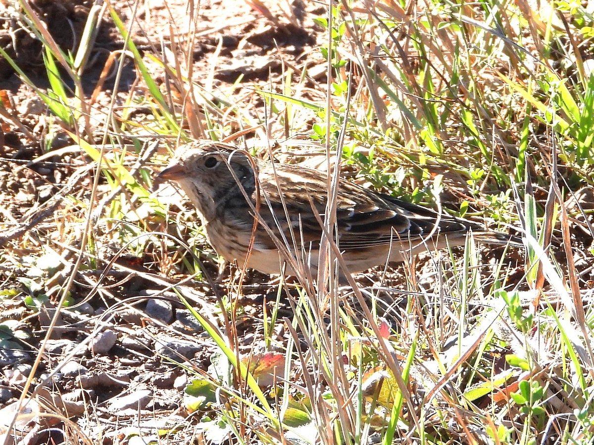 Lapland Longspur - ML644238085