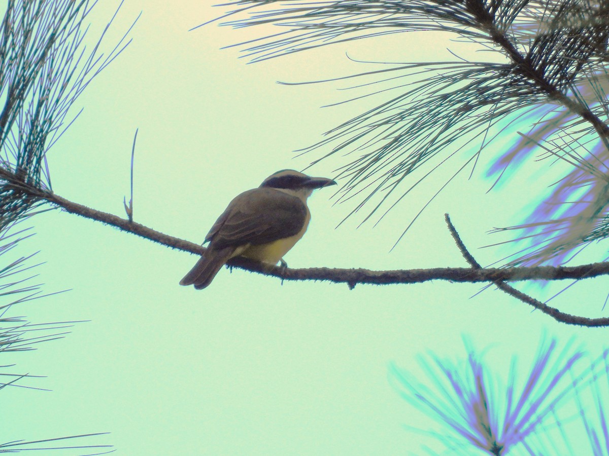 Boat-billed Flycatcher - ML644238089