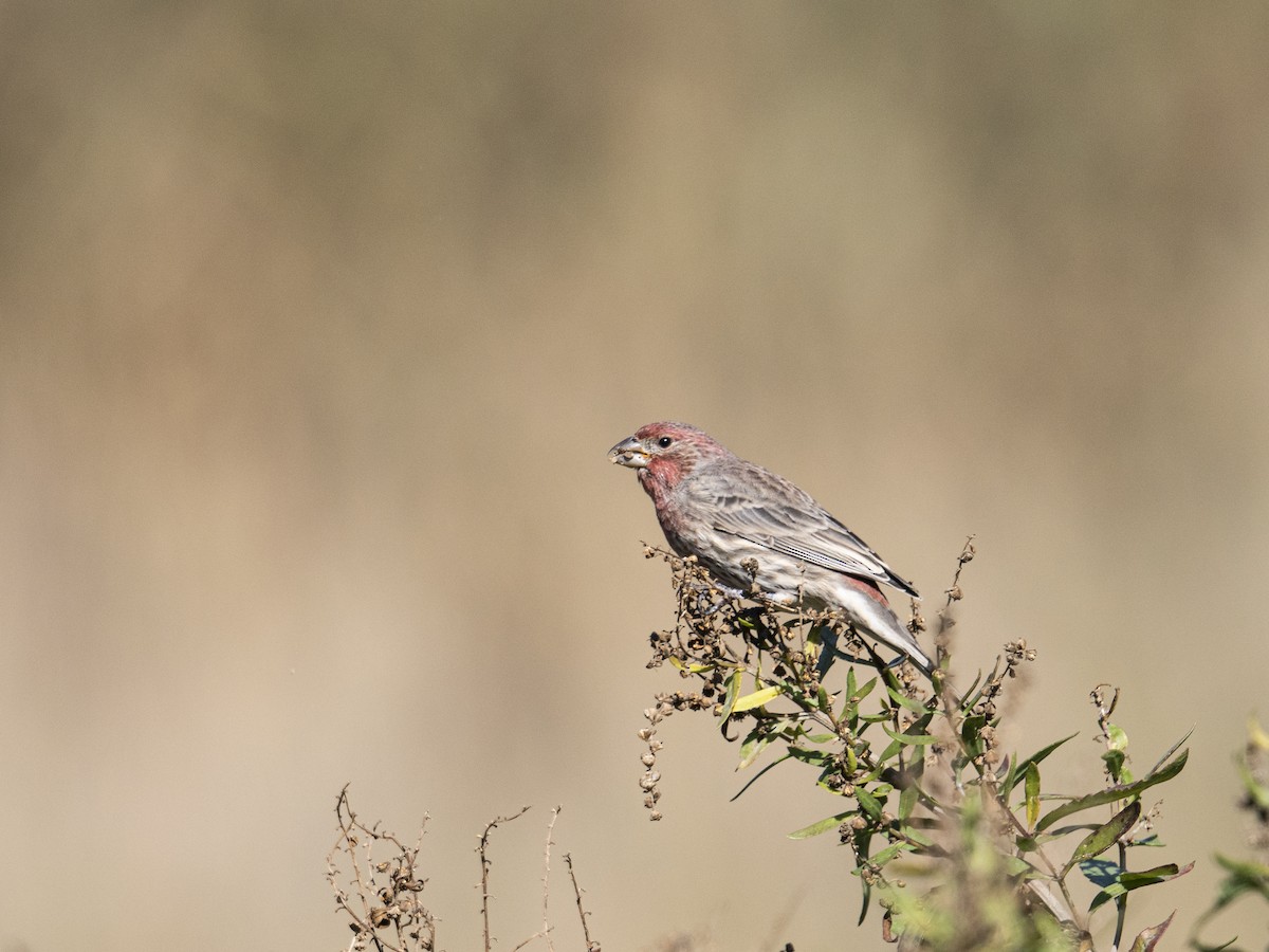 Hausgimpel - ML644238093