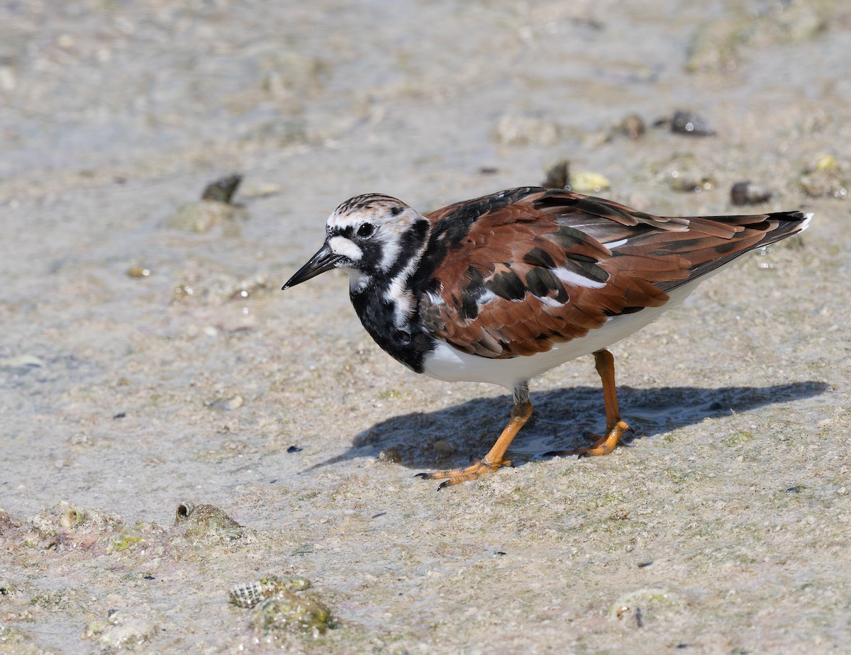 Алаг хайргач - ML644238094