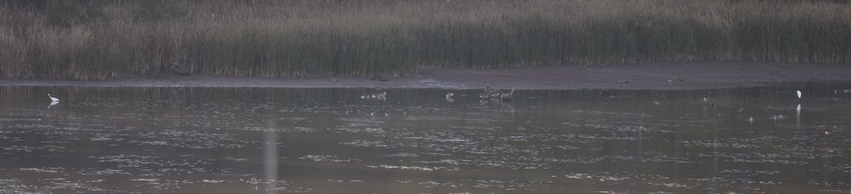 Airone bianco maggiore - ML644238099