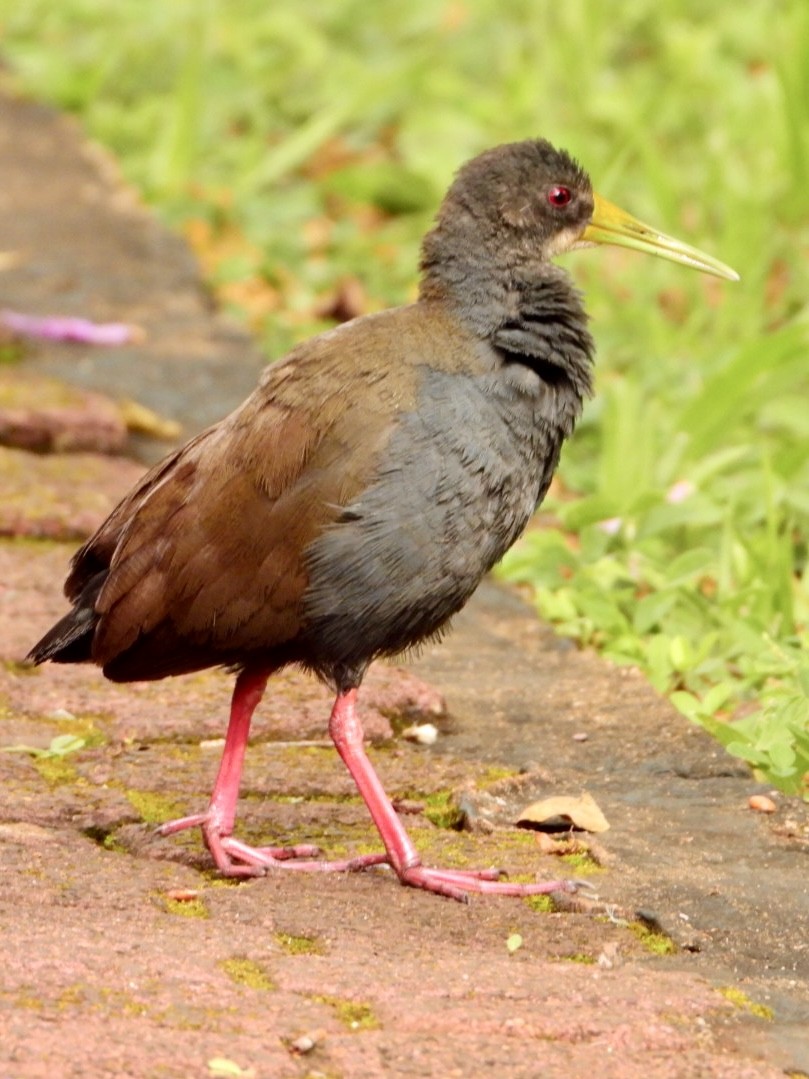 キタハイイロクイナ - ML644238101