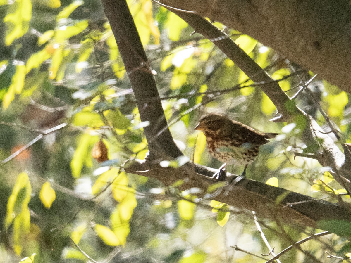 Fox Sparrow - ML644238104