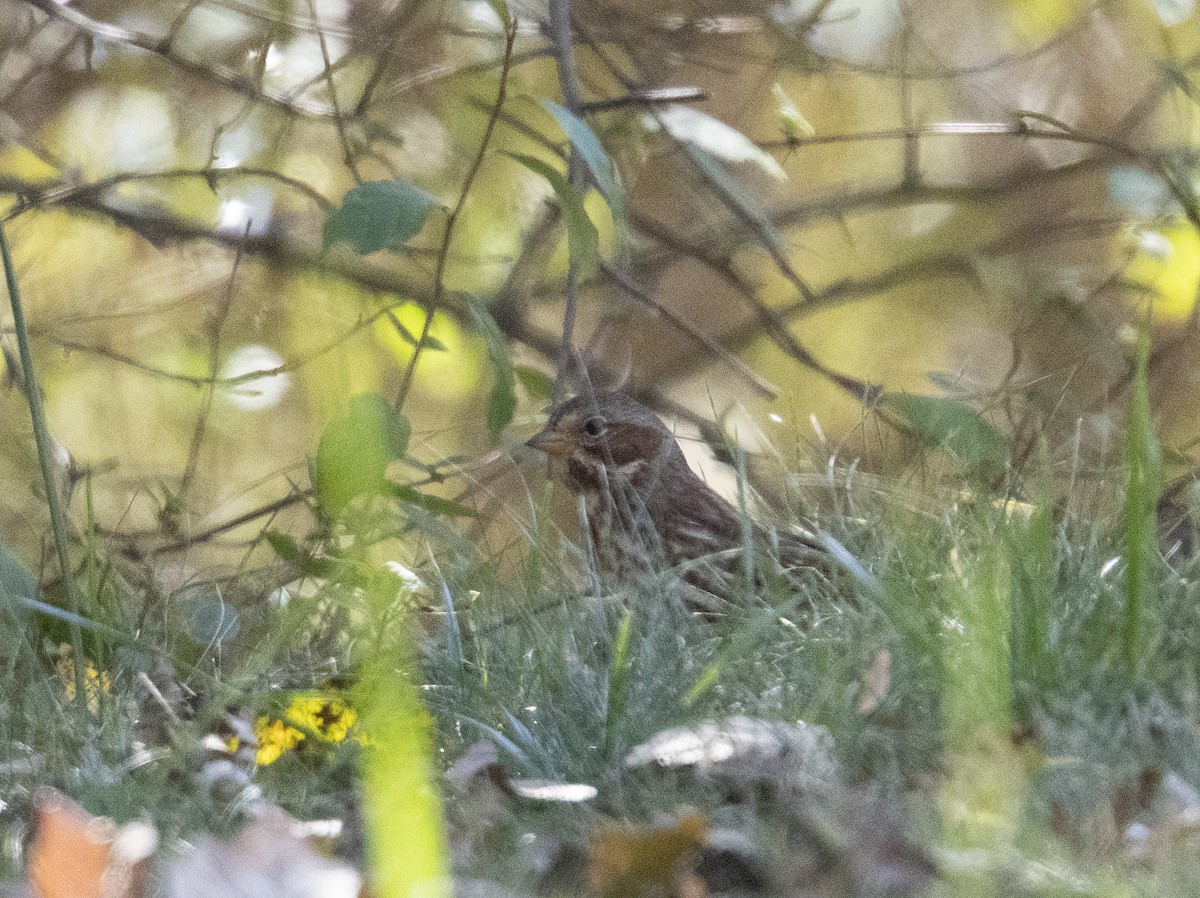 Fox Sparrow - ML644238105