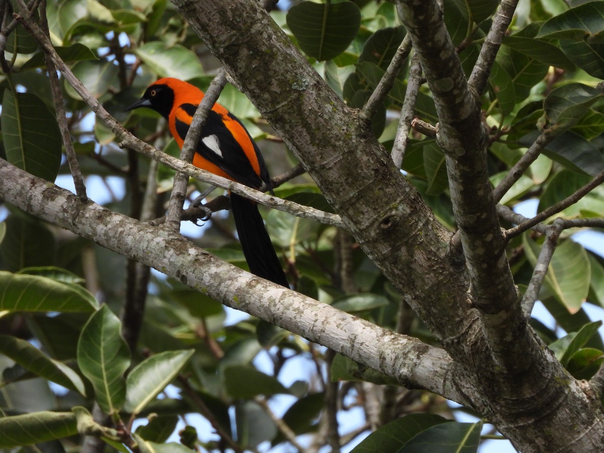 コシアカムクドリモドキ - ML644238113