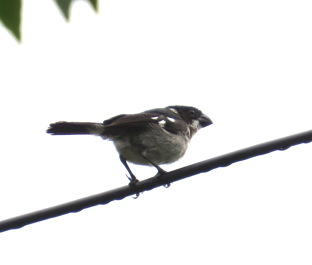 Wing-barred Seedeater - ML644238114