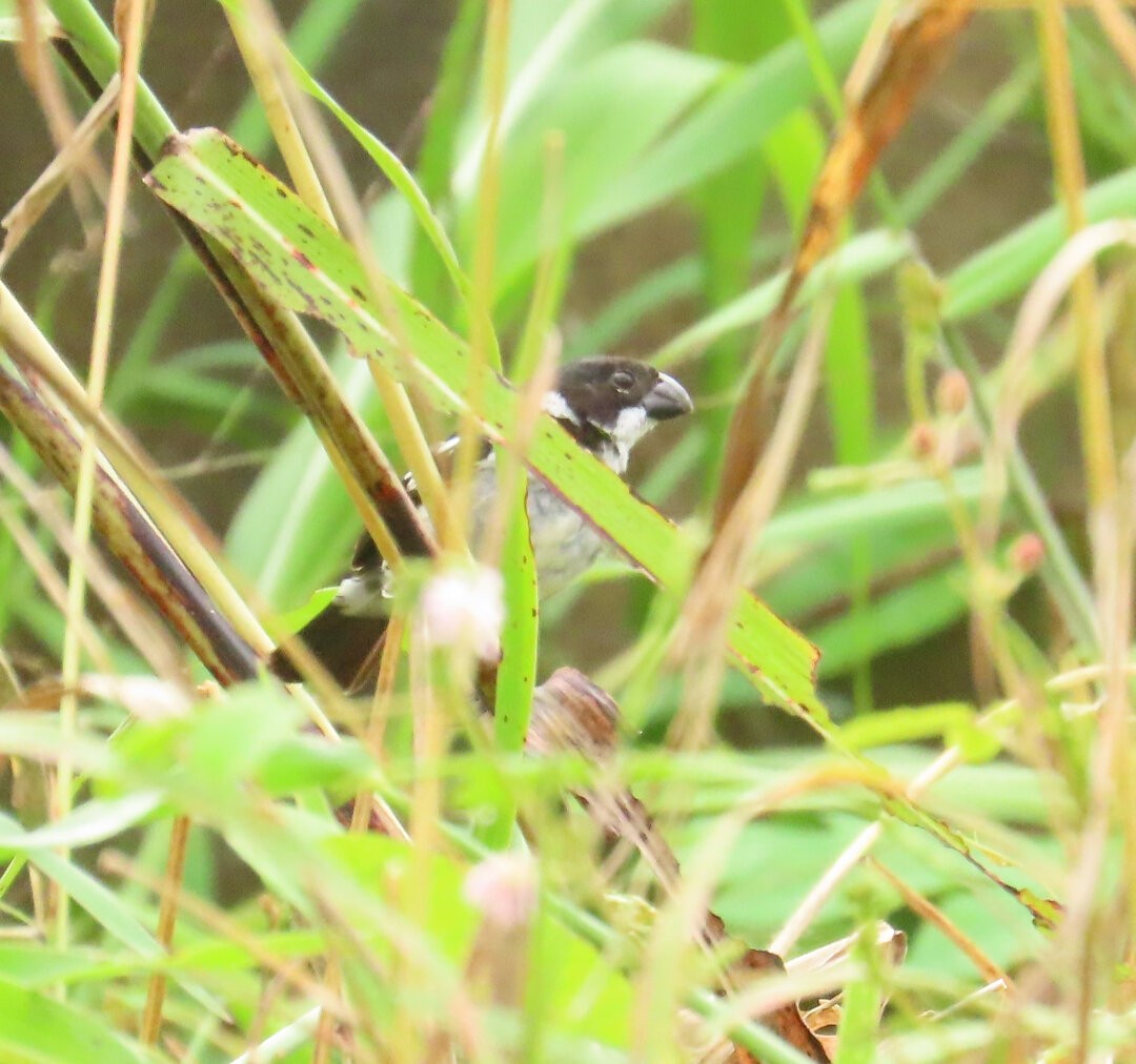 Wing-barred Seedeater - ML644238115