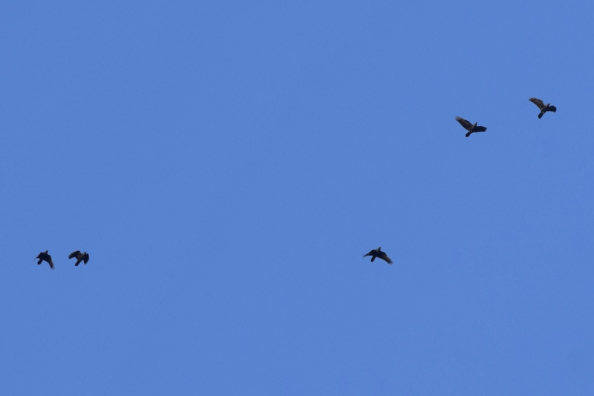 Corvo imperiale - ML644238118