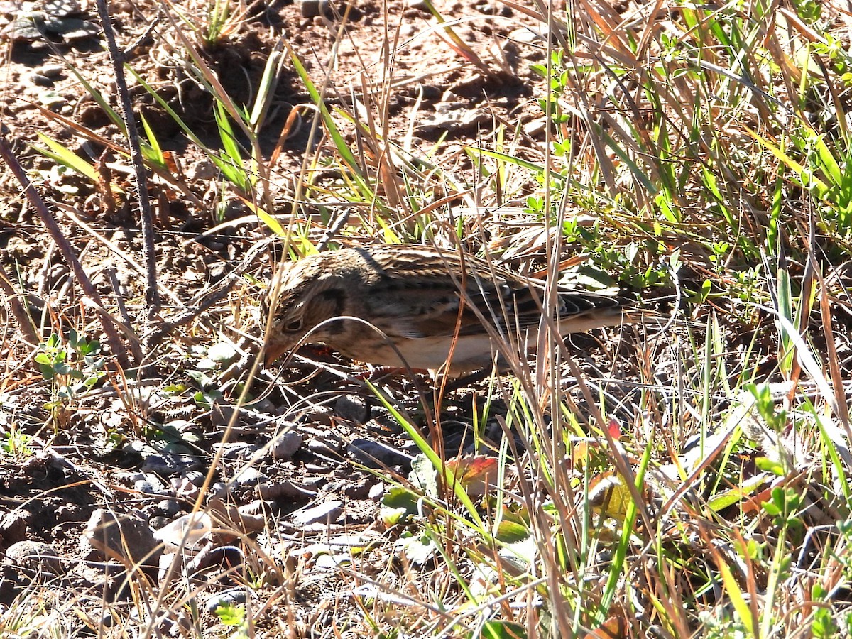 Lapland Longspur - ML644238119