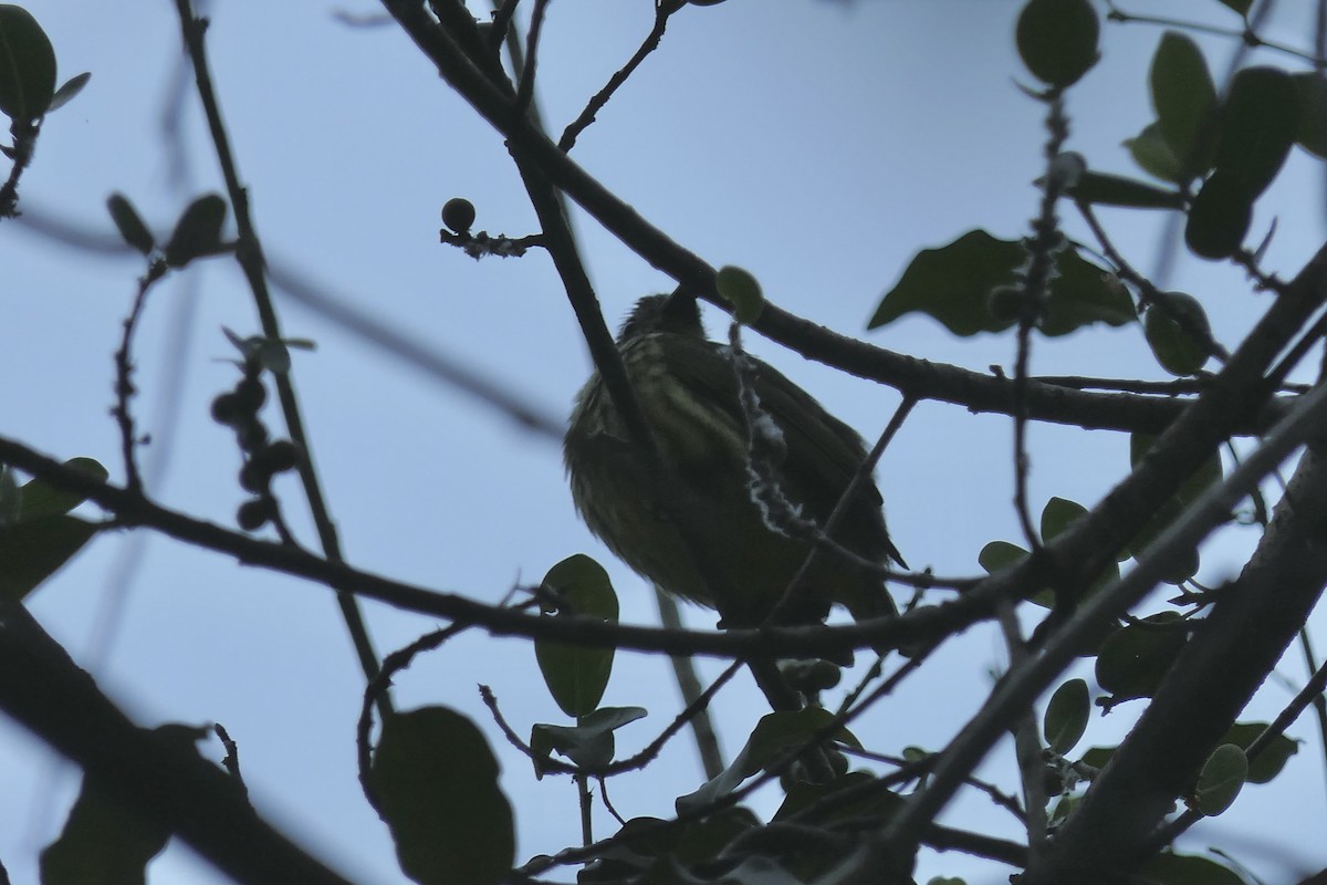 Schlegel's Asity - ML644238131