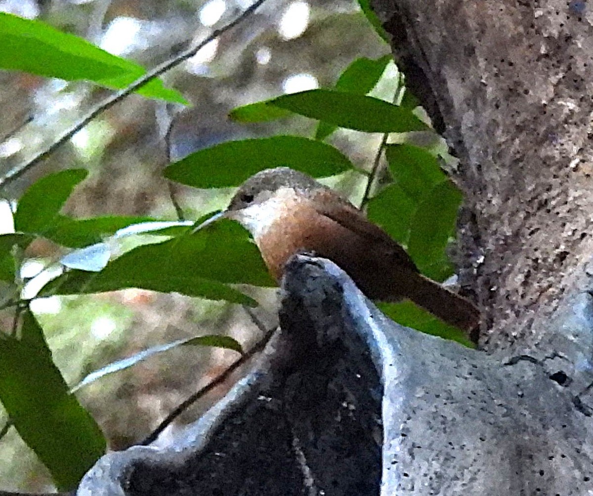 Canyon Wren - ML644238139