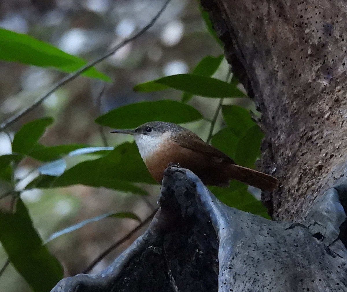 Canyon Wren - ML644238140