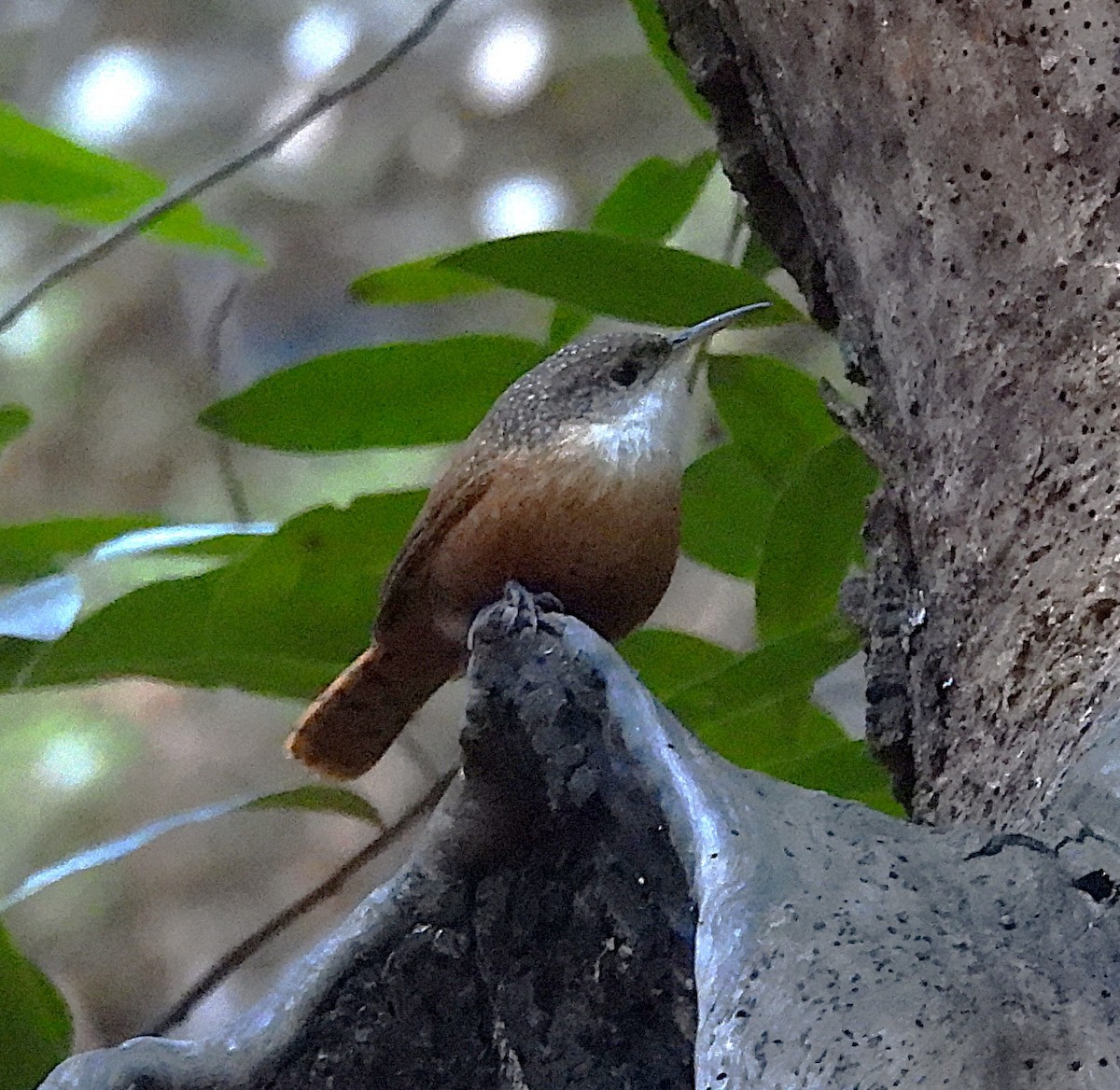 Canyon Wren - ML644238141