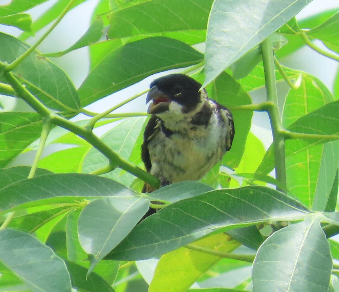 Wing-barred Seedeater - ML644238144