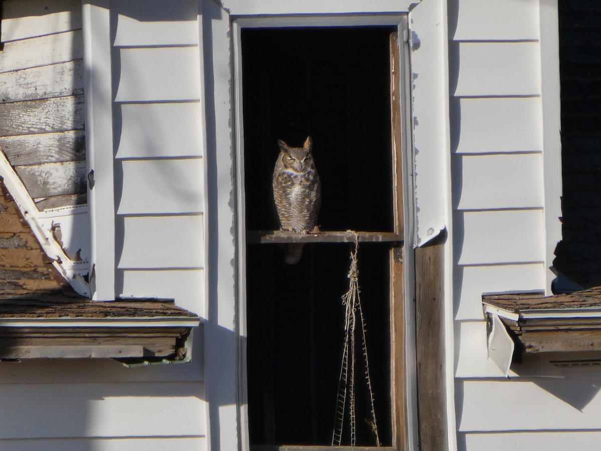 Hontz virginiarra - ML644238153