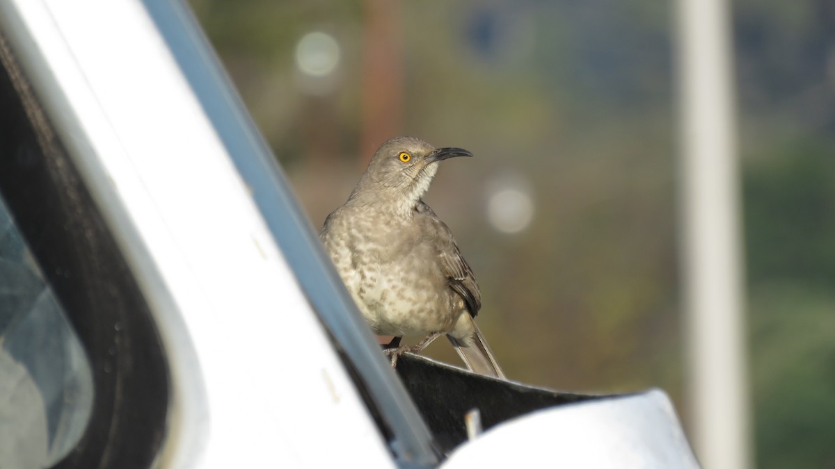 Curve-billed Thrasher - ML644238155