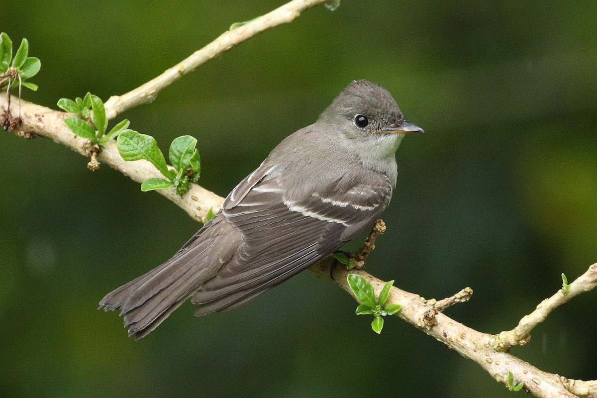Eastern Wood-Pewee - ML644238157