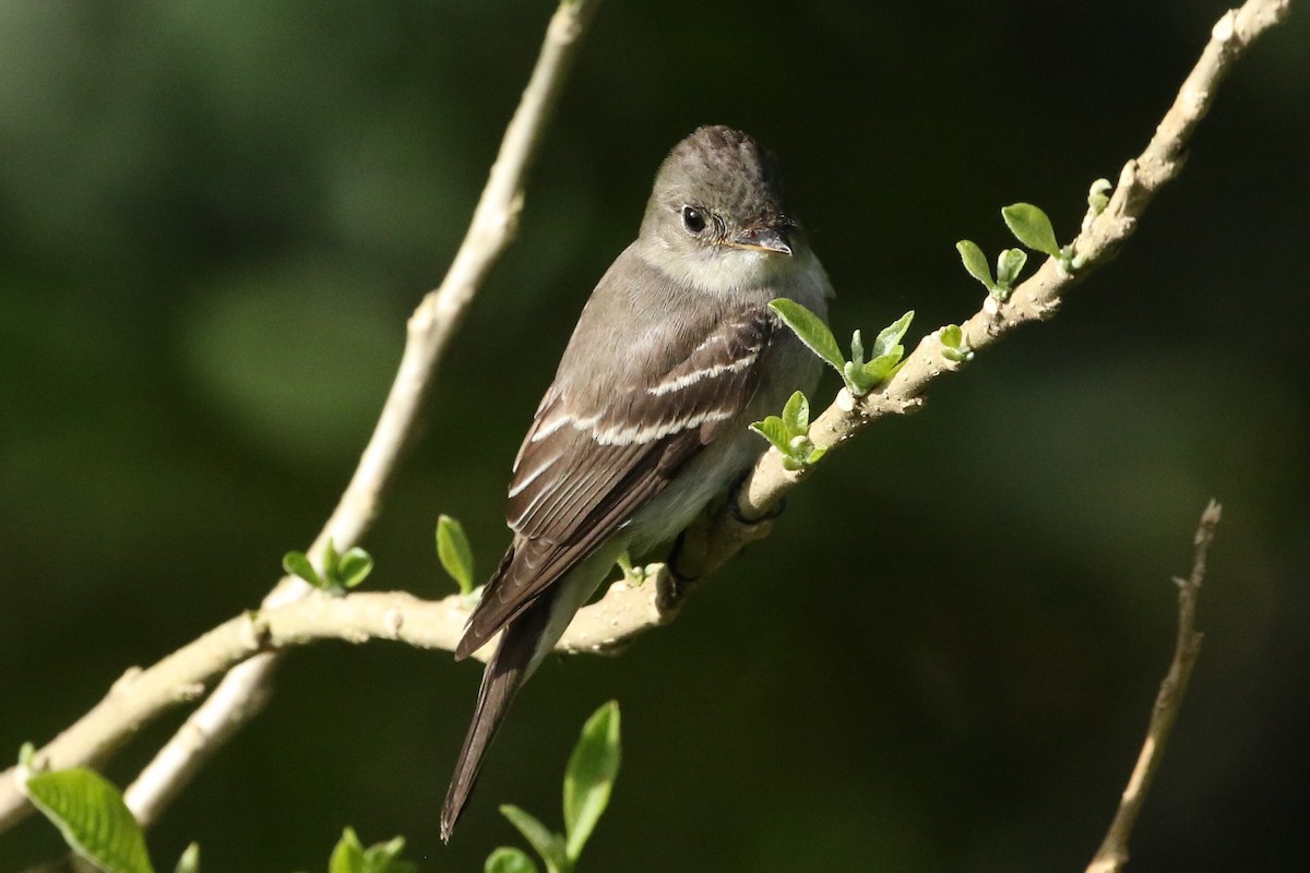Eastern Wood-Pewee - ML644238158