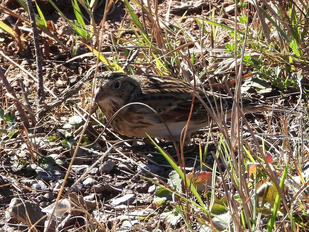 Lapland Longspur - ML644238159